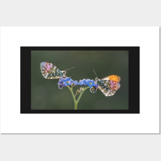 Orange Tips on Forget-me-not backlit Posters and Art